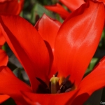 Tulpen bij De Zilk op 16 april 2020<br/>Copyright © JTravel.nl Tulpen bij De Zilk op 16 april 2020 / Copyright © JTravel.nl