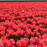 Tulpen bij Hillegom op 16 april 2020<br/>Copyright © JTravel.nl Tulpen bij Hillegom op 16 april 2020 / Copyright © JTravel.nl