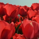 Tulpen bij Hillegom op 16 april 2020<br/>Copyright © JTravel.nl Tulpen bij Hillegom op 16 april 2020 / Copyright © JTravel.nl