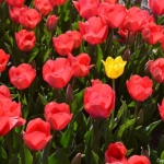 Tulpen bij Hillegom op 16 april 2020<br/>Copyright © JTravel.nl Tulpen bij Hillegom op 16 april 2020 / Copyright © JTravel.nl