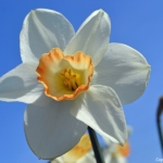 Narcissen bij Hillegom op 16 april 2020<br/>Copyright © JTravel.nl Narcissen bij Hillegom op 16 april 2020 / Copyright © JTravel.nl