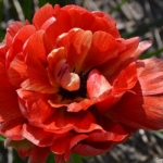 Tulpen bij Hillegom op 16 april 2020<br/>Copyright © JTravel.nl Tulpen bij Hillegom op 16 april 2020 / Copyright © JTravel.nl