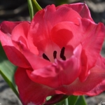 Tulpen bij Hillegom op 16 april 2020<br/>Copyright © JTravel.nl Tulpen bij Hillegom op 16 april 2020 / Copyright © JTravel.nl