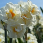 Narcissen bij Hillegom op 16 april 2020<br/>Copyright © JTravel.nl Narcissen bij Hillegom op 16 april 2020 / Copyright © JTravel.nl