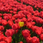 Tulpen bij Hillegom op 16 april 2020<br/>Copyright © JTravel.nl Tulpen bij Hillegom op 16 april 2020 / Copyright © JTravel.nl