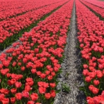 Tulpen bij Hillegom op 16 april 2020<br/>Copyright © JTravel.nl Tulpen bij Hillegom op 16 april 2020 / Copyright © JTravel.nl