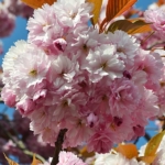 Bloesem bij Hillegom op 16 april 2020<br/>Copyright © JTravel.nl Bloesem bij Hillegom op 16 april 2020 / Copyright © JTravel.nl