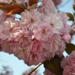 Bloesem bij Hillegom op 16 april 2020<br/>Copyright © JTravel.nl Bloesem bij Hillegom op 16 april 2020 / Copyright © JTravel.nl