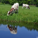 De natuur tijdens mijn kabouterwandeling over Landgoed Keukenhof bij Lisse<br/>Copyright ยฉ JTravel.nl De natuur tijdens mijn kabouterwandeling over Landgoed Keukenhof bij Lisse / Copyright ยฉ JTravel.nl
