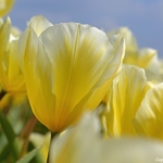 Tulpen aan het eind van de Sportlaan in De Zilk op 20 april 2021<br/>Copyright © JTravel.nl Tulpen aan het eind van de Sportlaan in De Zilk op 20 april 2021 / Copyright © JTravel.nl