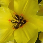 Tulpen aan het eind van de Sportlaan in De Zilk op 20 april 2021<br/>Copyright © JTravel.nl Tulpen aan het eind van de Sportlaan in De Zilk op 20 april 2021 / Copyright © JTravel.nl