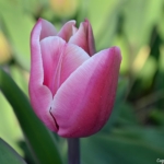 Tulpen aan de Margrietenlaan op 20 april 2021<br/>Copyright © JTravel.nl Tulpen aan de Margrietenlaan op 20 april 2021 / Copyright © JTravel.nl