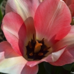 Tulpen aan het eind van de Sportlaan in De Zilk op 20 april 2021<br/>Copyright © JTravel.nl Tulpen aan het eind van de Sportlaan in De Zilk op 20 april 2021 / Copyright © JTravel.nl