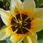 Tulpen aan het eind van de Sportlaan in De Zilk op 20 april 2021<br/>Copyright © JTravel.nl Tulpen aan het eind van de Sportlaan in De Zilk op 20 april 2021 / Copyright © JTravel.nl