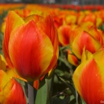 Tulpen aan de Margrietenlaan op 20 april 2021<br/>Copyright © JTravel.nl Tulpen aan de Margrietenlaan op 20 april 2021 / Copyright © JTravel.nl