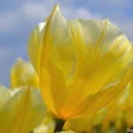 Tulpen aan het eind van de Sportlaan in De Zilk op 20 april 2021<br/>Copyright © JTravel.nl Tulpen aan het eind van de Sportlaan in De Zilk op 20 april 2021 / Copyright © JTravel.nl