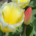 Tulpen aan het eind van de Sportlaan in De Zilk op 20 april 2021<br/>Copyright © JTravel.nl Tulpen aan het eind van de Sportlaan in De Zilk op 20 april 2021 / Copyright © JTravel.nl