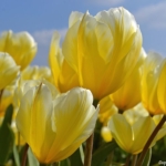 Tulpen aan het eind van de Sportlaan in De Zilk op 20 april 2021<br/>Copyright © JTravel.nl Tulpen aan het eind van de Sportlaan in De Zilk op 20 april 2021 / Copyright © JTravel.nl