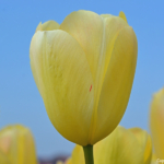 Tulpen aan Zilkerbinnenweg in De Zilk op 20 april 2021<br/>Copyright © JTravel.nl Tulpen aan de Zilkerbinnenweg in De Zilk op 20 april 2021 / Copyright © JTravel.nl