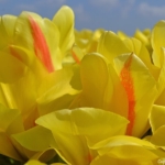 Tulpen aan het eind van de Sportlaan in De Zilk op 20 april 2021<br/>Copyright © JTravel.nl Tulpen aan het eind van de Sportlaan in De Zilk op 20 april 2021 / Copyright © JTravel.nl