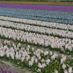 Hyacinten aan de Margrietenlaan op 20 april 2021<br/>Copyright © JTravel.nl Hyacinten aan de Margrietenlaan op 20 april 2021 / Copyright © JTravel.nl