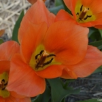 Tulpen aan het eind van de Sportlaan in De Zilk op 20 april 2021<br/>Copyright © JTravel.nl Tulpen aan het eind van de Sportlaan in De Zilk op 20 april 2021 / Copyright © JTravel.nl