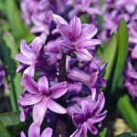 Hyacinten aan de Margrietenlaan op 20 april 2021<br/>Copyright © JTravel.nl Hyacinten aan de Margrietenlaan op 20 april 2021 / Copyright © JTravel.nl