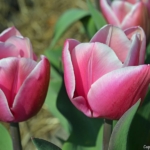 Tulpen aan de Margrietenlaan op 20 april 2021<br/>Copyright © JTravel.nl Tulpen aan de Margrietenlaan op 20 april 2021 / Copyright © JTravel.nl