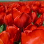 Tulpen aan de Margrietenlaan op 20 april 2021<br/>Copyright © JTravel.nl Tulpen aan de Margrietenlaan op 20 april 2021 / Copyright © JTravel.nl