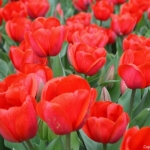 Tulpen aan Zilkerbinnenweg in De Zilk op 20 april 2021<br/>Copyright © JTravel.nl Tulpen aan de Zilkerbinnenweg in De Zilk op 20 april 2021 / Copyright © JTravel.nl