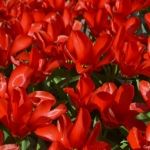 Tulpen aan de Zilkerduinweg in De Zilk op 20 april 2021<br/>Copyright © JTravel.nl Tulpen aan de Zilkerduinweg in De Zilk op 20 april 2021 / Copyright © JTravel.nl