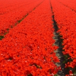 Tulpen aan de Zilkerduinweg in De Zilk op 20 april 2021<br/>Copyright © JTravel.nl Tulpen aan de Zilkerduinweg in De Zilk op 20 april 2021 / Copyright © JTravel.nl