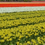 Tulpen aan het eind van de Sportlaan in De Zilk op 20 april 2021<br/>Copyright © JTravel.nl Tulpen aan het eind van de Sportlaan in De Zilk op 20 april 2021 / Copyright © JTravel.nl