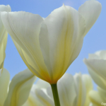 Tulpen aan het eind van de Sportlaan in De Zilk op 20 april 2021<br/>Copyright © JTravel.nl Tulpen aan het eind van de Sportlaan in De Zilk op 20 april 2021 / Copyright © JTravel.nl