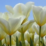 Tulpen aan het eind van de Sportlaan in De Zilk op 20 april 2021<br/>Copyright © JTravel.nl Tulpen aan het eind van de Sportlaan in De Zilk op 20 april 2021 / Copyright © JTravel.nl