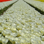 Tulpen aan het eind van de Sportlaan in De Zilk op 20 april 2021<br/>Copyright © JTravel.nl Tulpen aan het eind van de Sportlaan in De Zilk op 20 april 2021 / Copyright © JTravel.nl