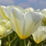 Tulpen aan het eind van de Sportlaan in De Zilk op 20 april 2021<br/>Copyright © JTravel.nl Tulpen aan het eind van de Sportlaan in De Zilk op 20 april 2021 / Copyright © JTravel.nl