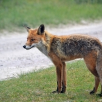 Een vos in de Amsterdamse Waterleidingduinen op 11-6-2021<br/>Copyright ยฉ JTravel.nl Een vos in de Amsterdamse Waterleidingduinen op 11-6-2021<br/>Copyright ยฉ JTravel.nl