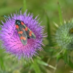 Sint Jansvlinder in de Amsterdamse Waterleidingduinen op 9-7-2021<br/>Copyright © JTravel.nl Sint Jansvlinder in de Amsterdamse Waterleidingduinen op 9-7-2021<br/>Copyright © JTravel.nl
