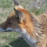 Een vos in de Amsterdamse Waterleidingduinen op 9-7-2021<br/>Copyright © JTravel.nl Een vos in de Amsterdamse Waterleidingduinen op 9-7-2021<br/>Copyright © JTravel.nl