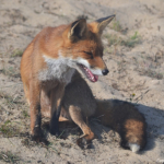 Een vos in de Amsterdamse Waterleidingduinen op 24-8-2021<br/>Copyright © JTravel.nl Een vos in de Amsterdamse Waterleidingduinen op 24-8-2021<br/>Copyright © JTravel.nl