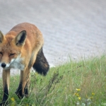 Een vos in de Amsterdamse Waterleidingduinen op 24-8-2021<br/>Copyright © JTravel.nl Een vos in de Amsterdamse Waterleidingduinen op 24-8-2021<br/>Copyright © JTravel.nl