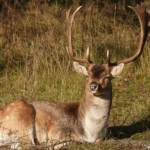 Een damhert in de Amsterdamse Waterleidingduinen op 8-10-2021<br/>Copyright ยฉ JTravel.nl Een damhert in de Amsterdamse Waterleidingduinen op 8-10-2021<br/>Copyright ยฉ JTravel.nl