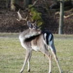 Een damhert tijdens de duinverhalen wandeling in de Amsterdamse Waterleidingduinen op 28 januari 2022<br/>Copyright © JTravel.nl Een damhert tijdens de duinverhalen wandeling in de Amsterdamse Waterleidingduinen op 28 januari 2022<br/>Copyright © JTravel.nl