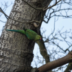 Een halsbandparkiet tijdens de duinverhalen wandeling in de Amsterdamse Waterleidingduinen op 28 januari 2022<br/>Copyright © JTravel.nl Een halsbandparkiet tijdens de duinverhalen wandeling in de Amsterdamse Waterleidingduinen op 28 januari 2022<br/>Copyright © JTravel.nl