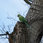 Een halsbandparkiet tijdens de duinverhalen wandeling in de Amsterdamse Waterleidingduinen op 28 januari 2022<br/>Copyright © JTravel.nl Een halsbandparkiet tijdens de duinverhalen wandeling in de Amsterdamse Waterleidingduinen op 28 januari 2022<br/>Copyright © JTravel.nl