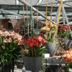 Bloemen- en plantenshow in het Willem-Alexander paviljoen in de Keukenhof 2022<br/>Copyright ยฉ JTravel.nl Bloemen- en plantenshow in het Willem-Alexander paviljoen in de Keukenhof 2022 / Copyright ยฉ JTravel.nl