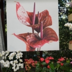 Orchideeรซn- en anturiumshow in het Beatrix paviljoen in de Keukenhof 2022<br/>Copyright ยฉ JTravel.nl Orchideeรซn- en anturiumshow in het Beatrix paviljoen in de Keukenhof 2022 / Copyright ยฉ JTravel.nl