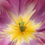 Bloemen- en plantenshow in het Willem-Alexander paviljoen in de Keukenhof 2022<br/>Copyright ยฉ JTravel.nl Bloemen- en plantenshow in het Willem-Alexander paviljoen in de Keukenhof 2022 / Copyright ยฉ JTravel.nl