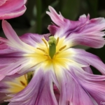Bloemen- en plantenshow in het Willem-Alexander paviljoen in de Keukenhof 2022<br/>Copyright ยฉ JTravel.nl Bloemen- en plantenshow in het Willem-Alexander paviljoen in de Keukenhof 2022 / Copyright ยฉ JTravel.nl